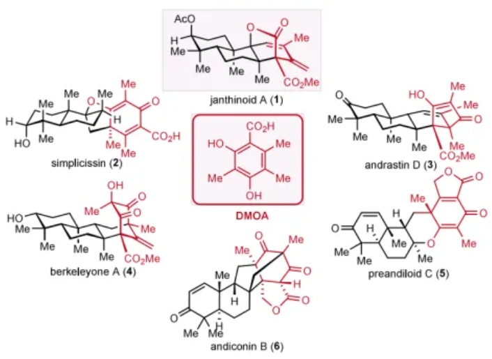 北大楊震/張仲超團隊最新JACS：Janthinoid A 的不對稱全合成